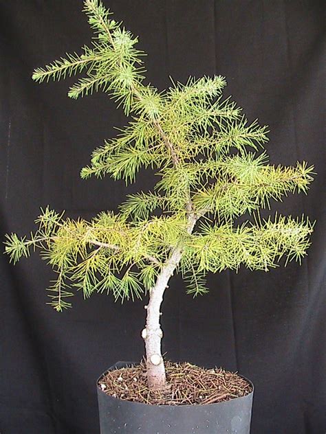 Cedar Bonsai | kuromatsubonsai.com