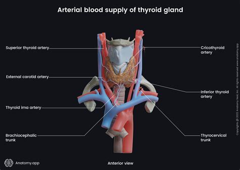 Thyroid gland | Encyclopedia | Anatomy.app | Learn anatomy | 3D models ...