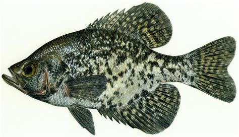 Black Crappie - Bighorn Canyon National Recreation Area (U.S. National Park Service)