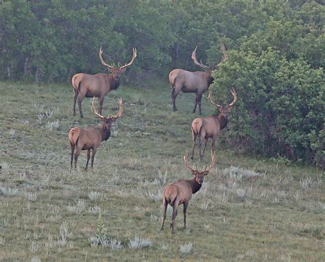 Elk Hunting in Colorado