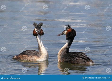 Great Crested Grebe Courtship Ritual Stock Image - Image of ...