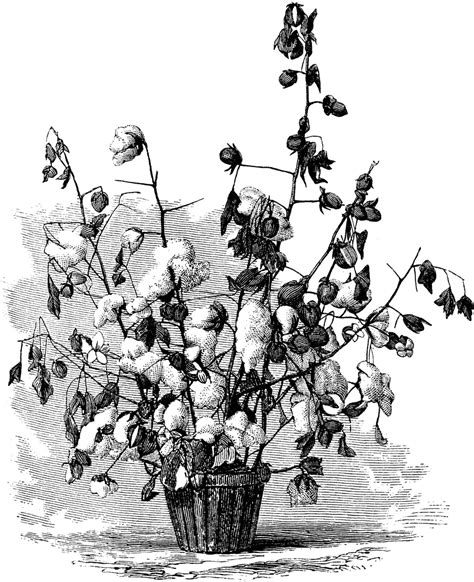 Cotton Plant | ClipArt ETC