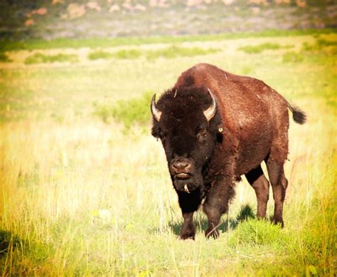 Bison on the Plains | Plains, Animals, Bison