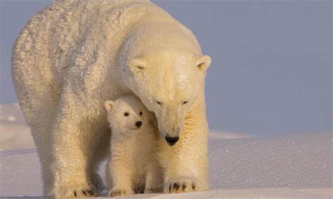 WWF Statement on Polar Bear Cub Survival Act | Press Releases | WWF