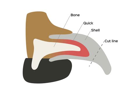 How to Treat a Dog Nail Separated From Quick (8 Easy Steps)