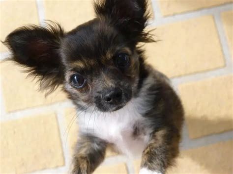 Long Haired Chihuahua Grooming 2021 Guide (With Steps!)