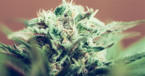 The 10 Best Indica Strains | Strongest Indica | The Spot 420