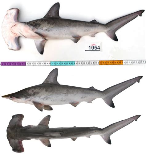 Hammerhead Shark Size And Weight | Blog Dandk