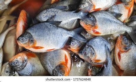 Pacu Fish Photos, Images & Pictures | Shutterstock