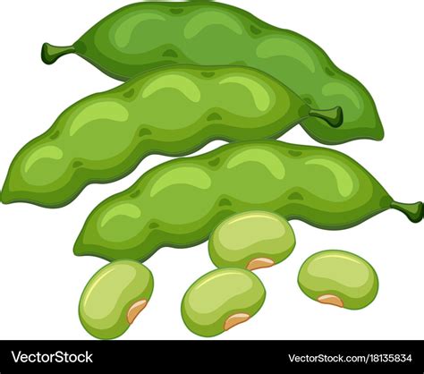 Green beans on white background Royalty Free Vector Image