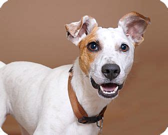 Spuds | Adopted Dog | Sudbury, MA | Smooth Fox Terrier Mix