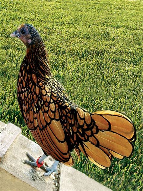 Backyard Chicken Breeds: Barred Rock | HGTV