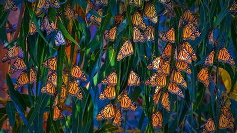 Monarch Pismo – Bing Wallpaper Download