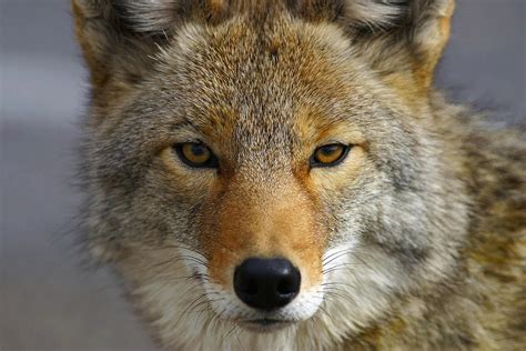 Close Up Of Coyote Death Valley Photograph by John Delapp | Fine Art America