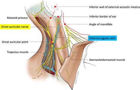 Greater Auricular Nerve Distribution