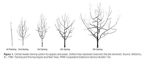 when to prune cherry trees in michigan - Views Portal Photographic Exhibit