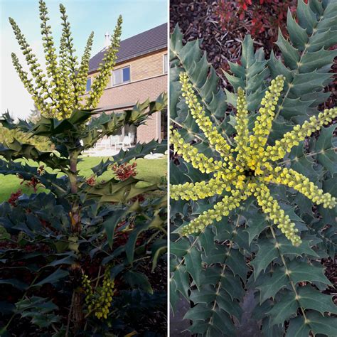 Mahonia Winter Sun