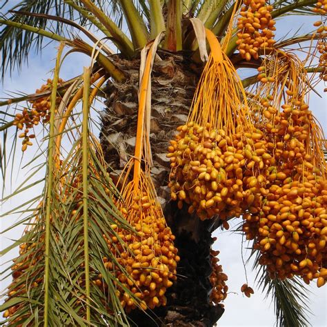 Date Palm Facts The Date Palm Tree Fruits Are | Dates tree, Palm tree ...