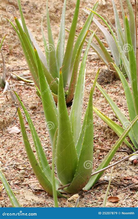 Fresh aloe vera stock image. Image of organic, cosmetic - 25207879