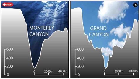 Whale Watching and Migration in Monterey Bay, CA — Vacation Rentals in ...