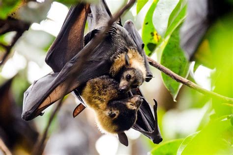 27 Wild Animals in Papua New Guinea [Wildlife in Papua New Guinea]