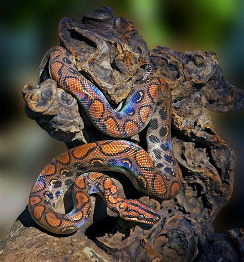 {Brazilian Rainbow Boa}[Michael Kern] | Beautiful snakes, Brazilian rainbow boa, Snake