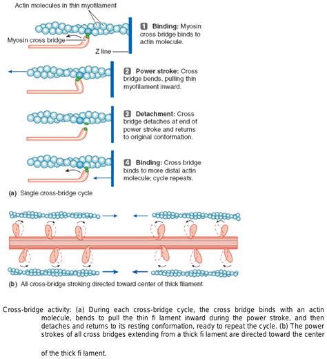 1.Interactions between myosin head and actin in muscle contraction