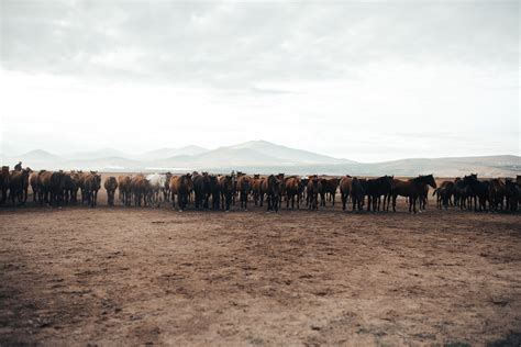 A Herd of Horses · Free Stock Photo