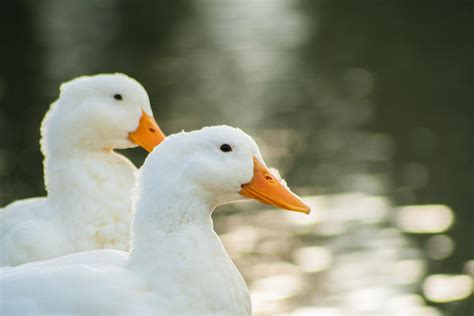 Birds of a feather flock together Photograph by Bridgette Hoops - Pixels