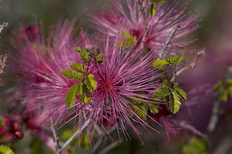 Free picture: beautiful, purple, desert, flower