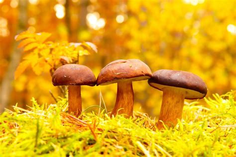 Mushroom Photography Tips - Take Better Shots