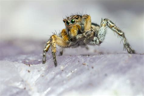 Unearth the Reality of Ohio's Venomous Spiders - Animals Around The Globe