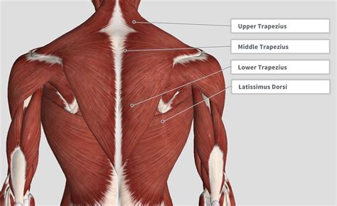 Regions Of Back Anatomy