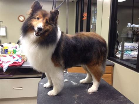 Pin by My Second Home Pet Resort on Grooming | Shetland sheepdog ...