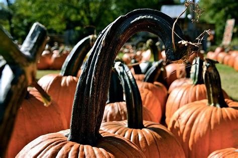 Pumpkins | PVFARMS