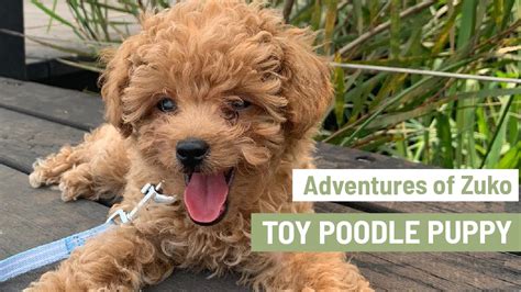 Toy Poodle Puppies | Wow Blog