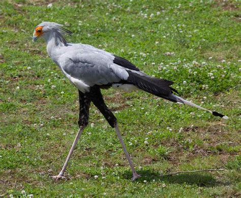 PlettenbergBayGameReserve: Birds of Prey in South Africa