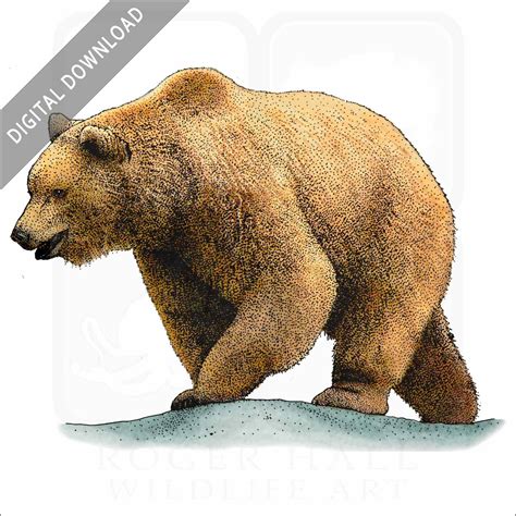 Stock Art Drawing of a Grizzly Bear - inkart