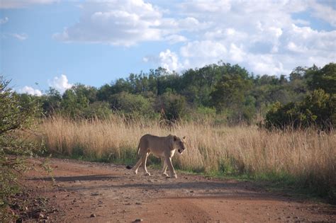 Pilanesberg National Park