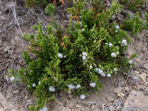 Juniperus horizontalis (Creeping Juniper): Minnesota Wildflowers