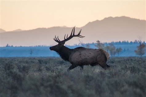Grand Teton National Park Wildlife Spotting - Jackson Hole Traveler