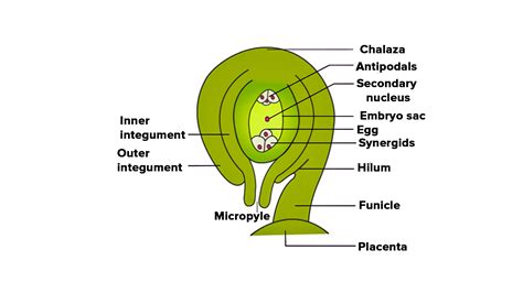 Draw a neat labeled diagram of a mature anatropous ovule before ...