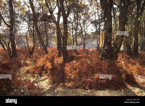 Autumn in The New Forest, Hampshire, England, UK Stock Photo - Alamy