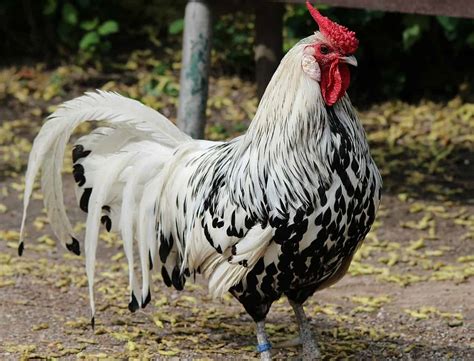 Top 13 best and most productive egg laying chicken breeds