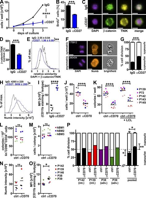 CD70/CD27 signaling activates Wnt signaling in AML cells and promotes ...