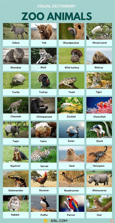 Zoo Animals List in English • 7ESL | Zoo animals, Zoo animals names, Pictures of zoo animals