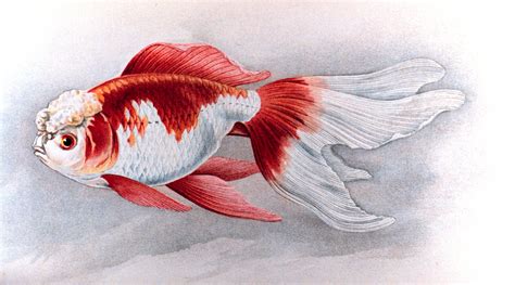 File:Oranda shishigashira goldfish plate.jpg - Wikipedia
