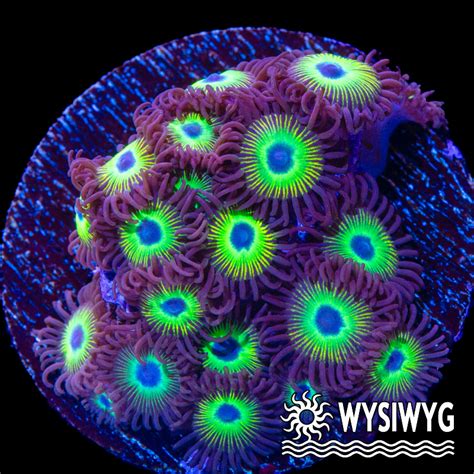 Kryptonite Zoanthids - Tidal Gardens