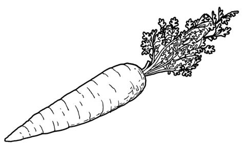 drawing of carrot – Line art illustrations