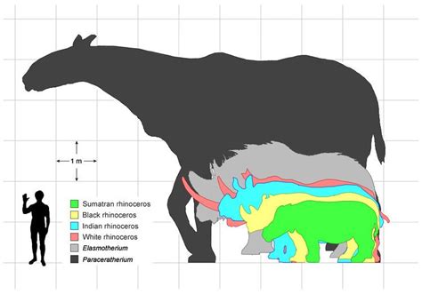 Elasmotherium - Alchetron, The Free Social Encyclopedia